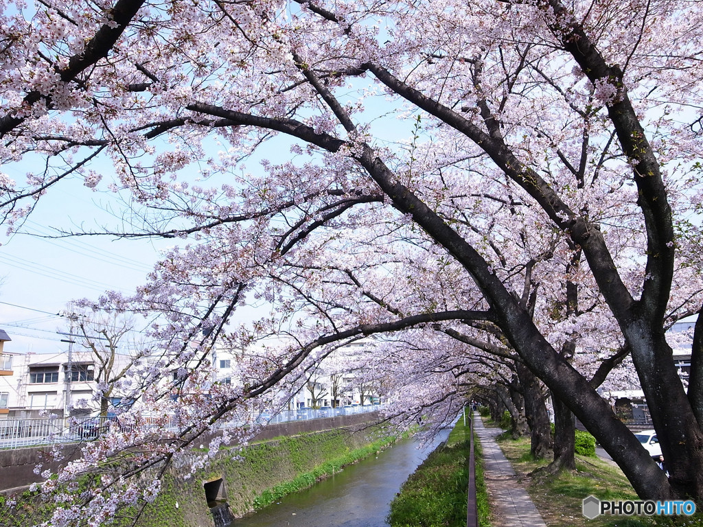 凛・桜の下で・都