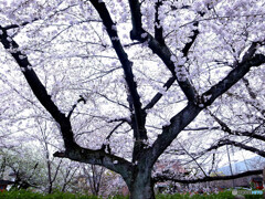 そうだ！京都に帰ろうⅢ✿2023桜