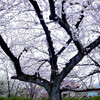 そうだ！京都に帰ろうⅢ✿2023桜