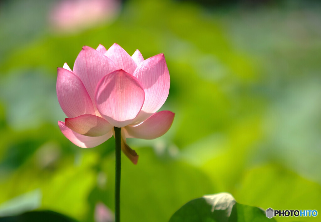 2020蓮の想い出✾第2章