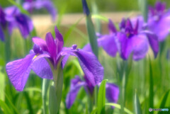 ようこそ菖蒲の園へ✿2022