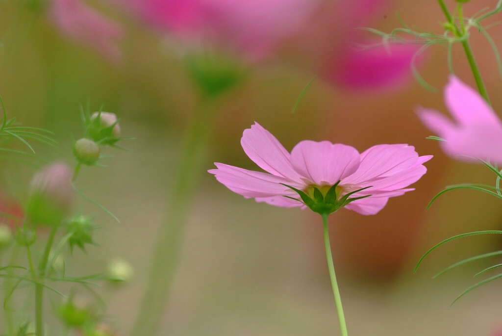秋浪漫✾秋桜の詩