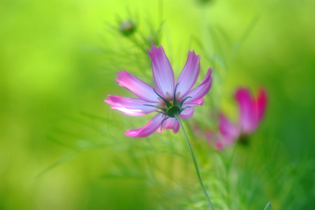 きらめき・こすもす