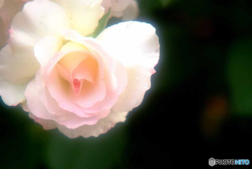 都会のOasis❁純潔