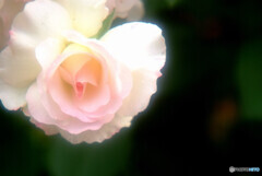 都会のOasis❁純潔