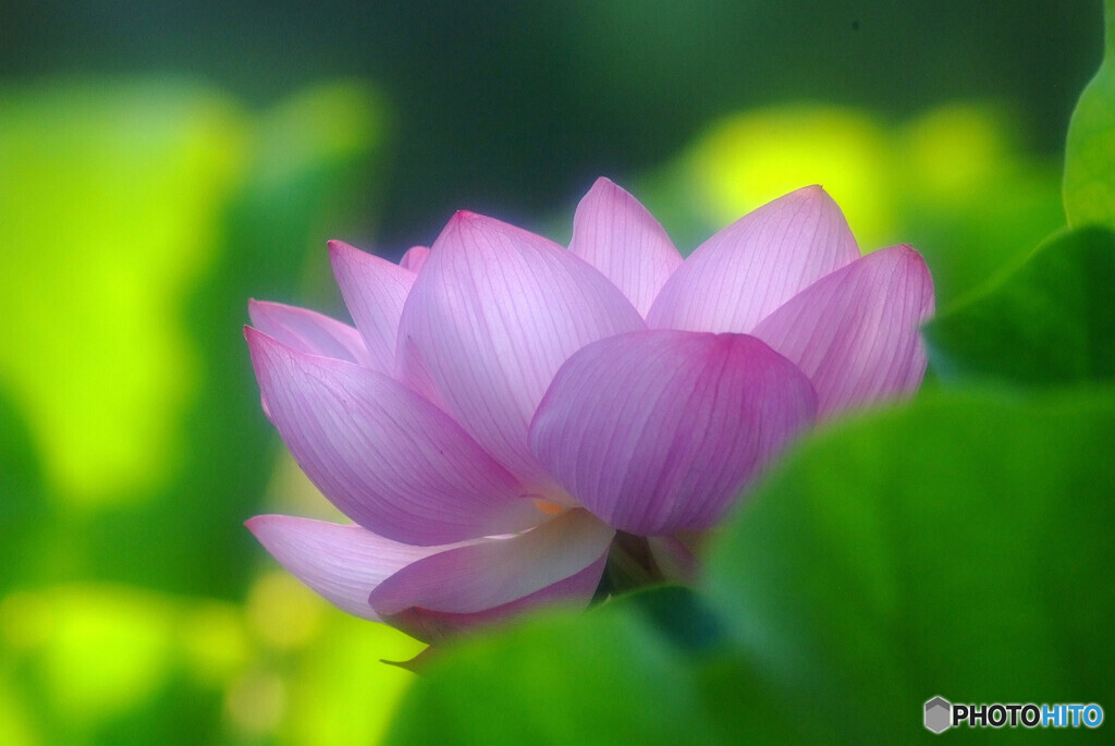 永遠の恋人❁蓮