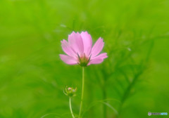 前略、コスモス様へ