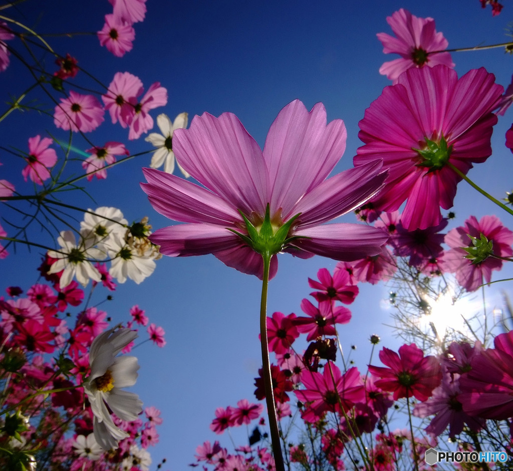 秋爛漫・華