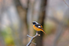 Phoenicurus auroreus Pallas ・特等席