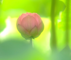 恋する季節・2014