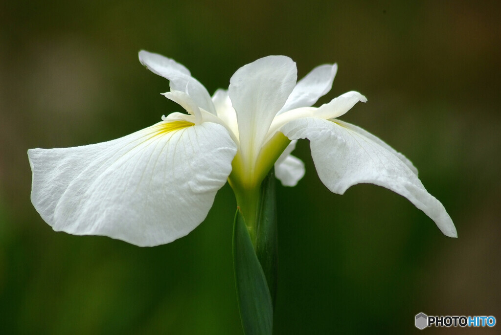 Japanese Beauty✿皐月の翼