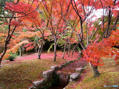 歓喜の朝✿紅葉2022