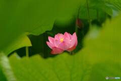 ひとり咲き♪蓮