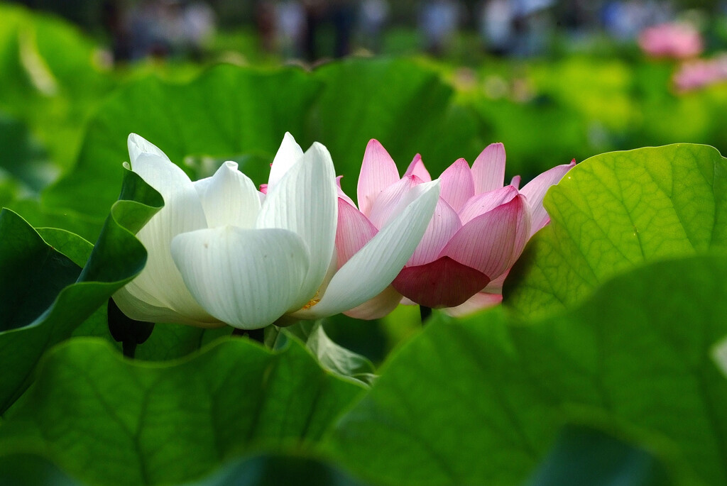 相思相愛✿七夕月の朝