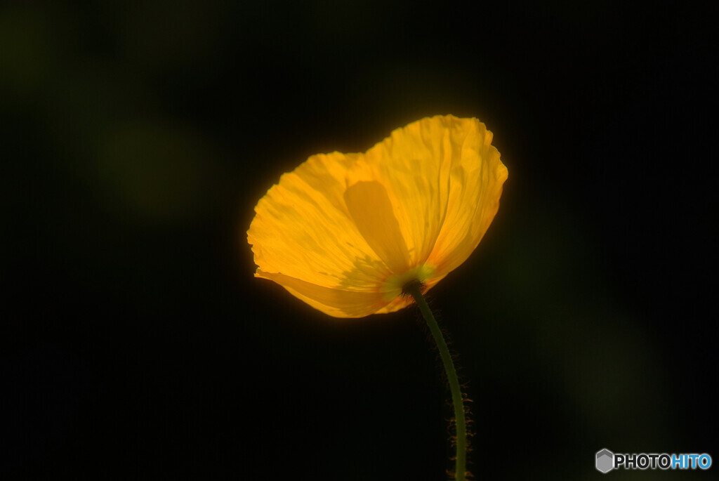 漆黒のLabyrinth✾華