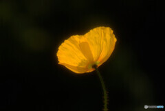 漆黒のLabyrinth✾華