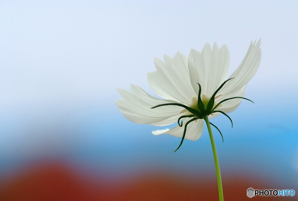 Natural light✿秋桜2023