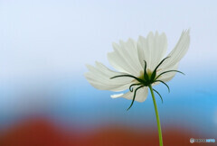 Natural light✿秋桜2023
