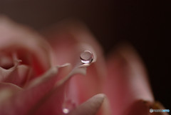 愛しき惑星Ⅱ・雫