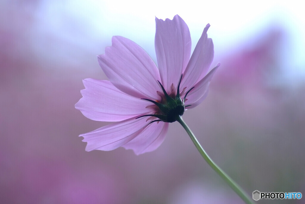 秋色の誘惑✿Cosmos