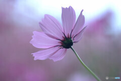 秋色の誘惑✿Cosmos