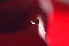 穏やかな朝✿睦月の瞳