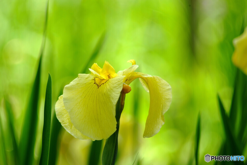 涼暮月の彩❁菖蒲