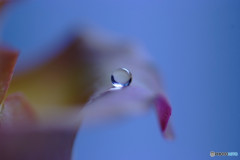 誰より好きなのに