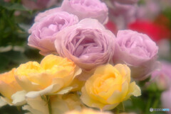Gift to my Father✿感謝