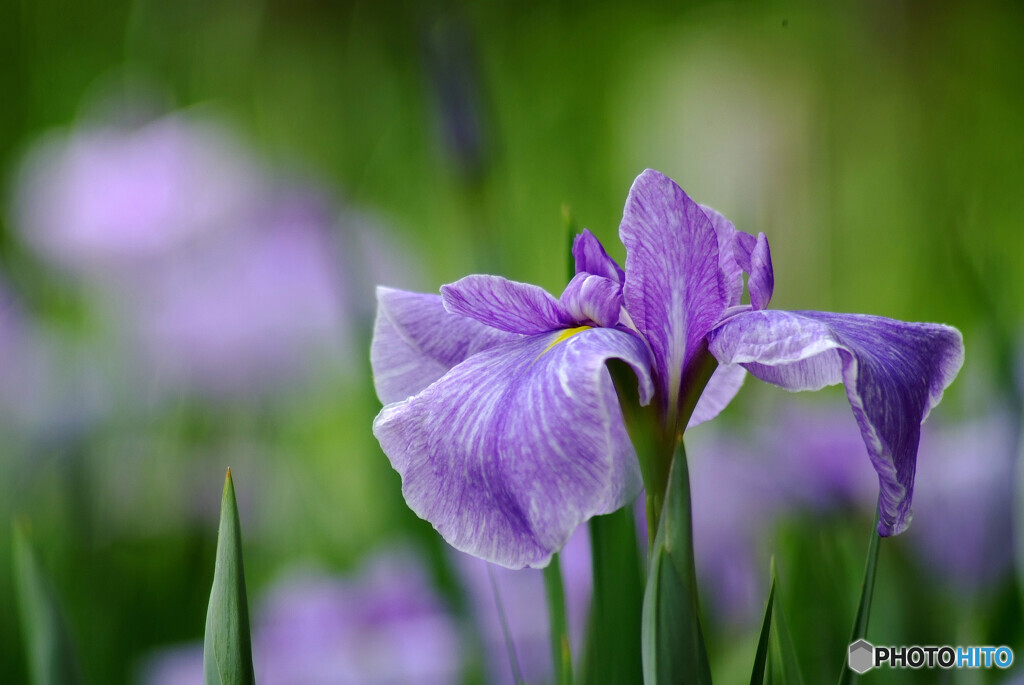 Nice memoriesⅦ✿出会い