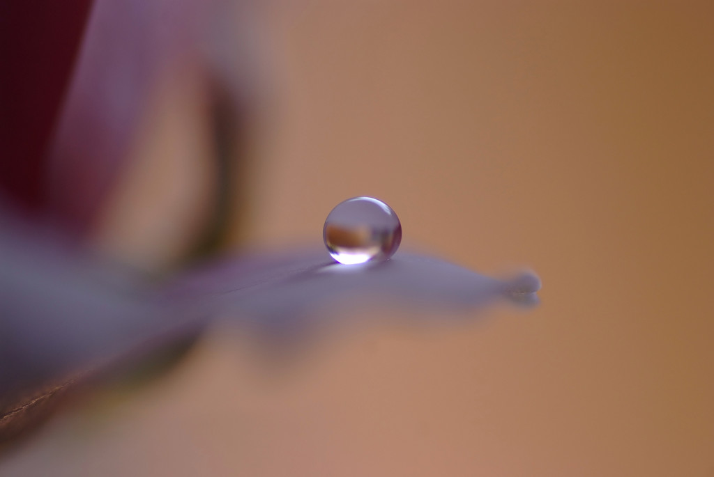 桜色の世界（Ⅴ）