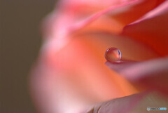 Morning Light✿葉月の朝