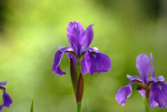 おかえり✿菖蒲の時間