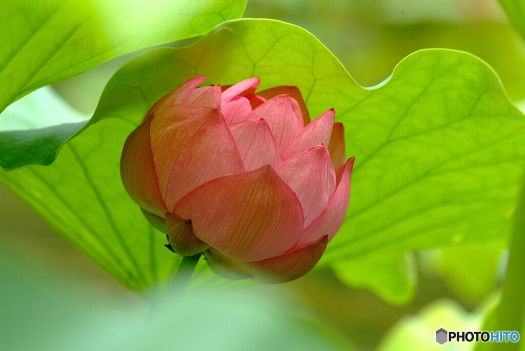 夏の扉✾水月の蓮