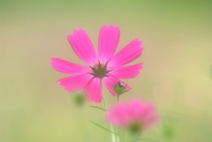 My Treasure・君は天然色