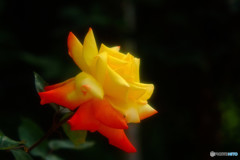 あなたに逢えてよかった