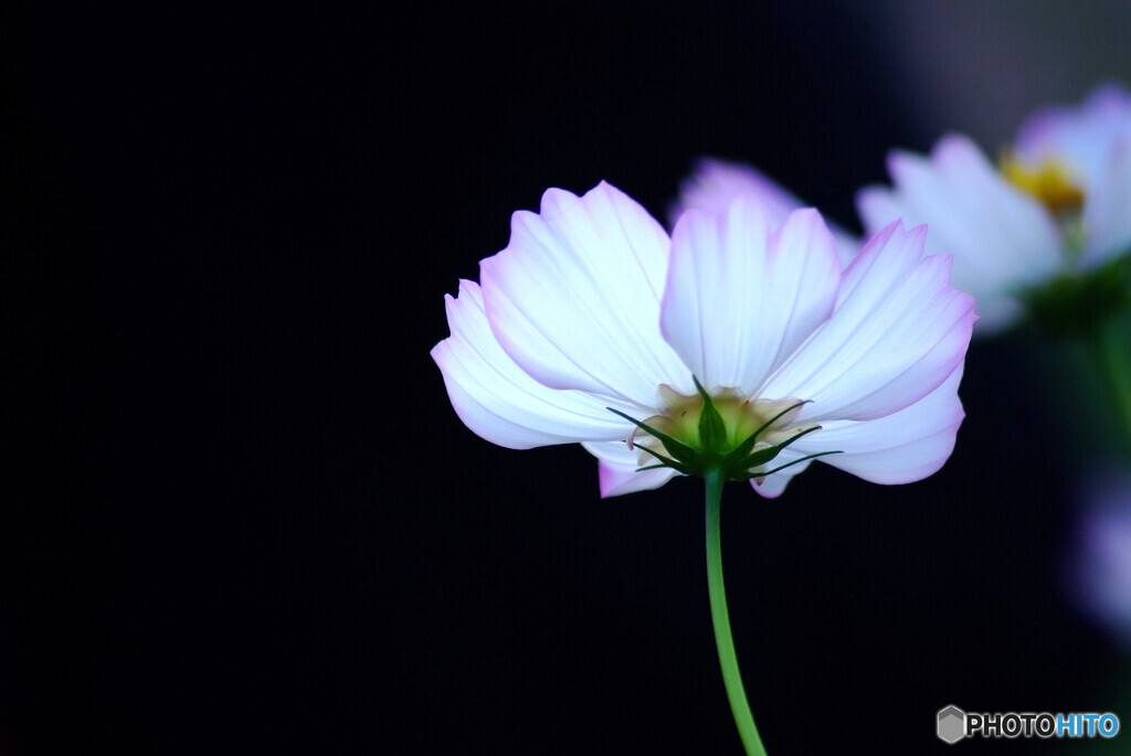 October in Japan✿輝き