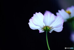October in Japan✿輝き