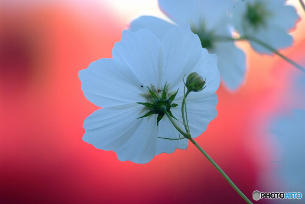 幸せな時間✿Cosmos