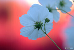 幸せな時間✿Cosmos