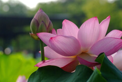 My Life蓮✿華物語