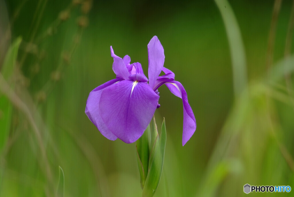 Iris laevigata❁For you