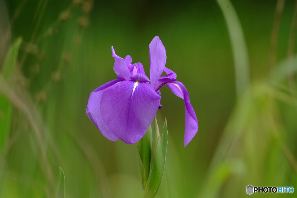 Iris laevigata❁For you