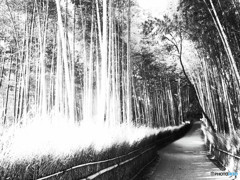 京都の夏・小径