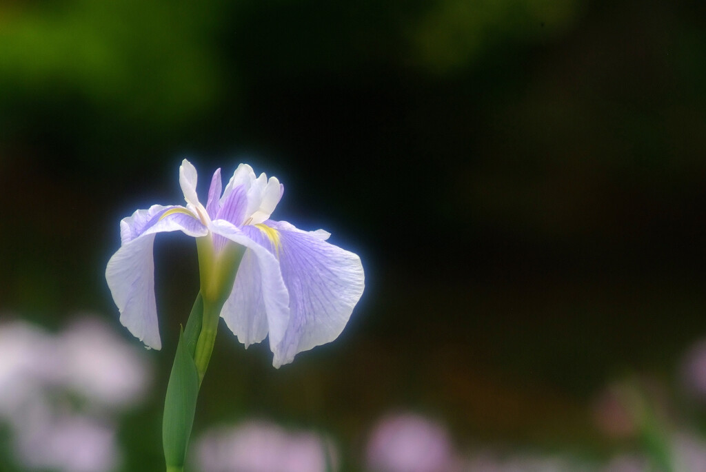 都会のOasis❁菖蒲の時
