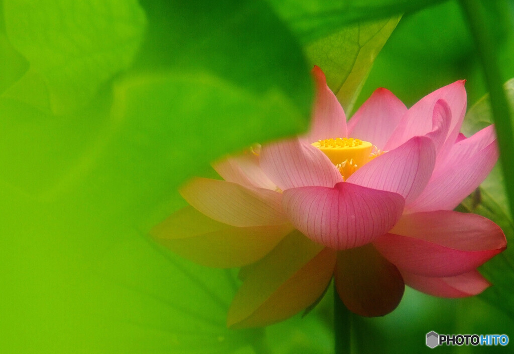 Weekend Heroine・華