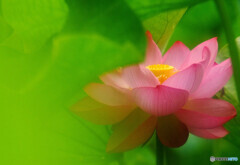 Weekend Heroine・華