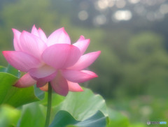 蓮・燦燦