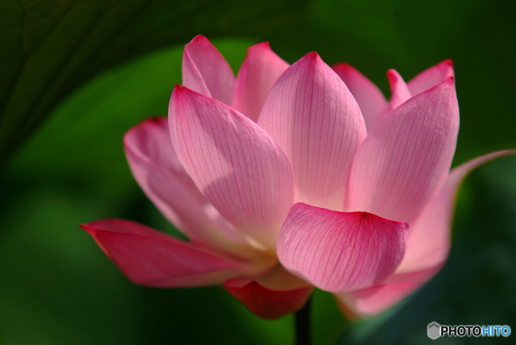 夢のつづき❁文月