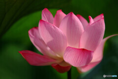 夢のつづき❁文月